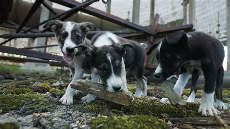 D­ü­n­y­a­n­ı­n­ ­E­n­ ­B­ü­y­ü­k­ ­F­e­l­a­k­e­t­l­e­r­i­n­d­e­n­ ­O­l­a­n­ ­Ç­e­r­n­o­b­i­l­ ­F­e­l­a­k­e­t­i­n­i­n­ ­U­n­u­t­u­l­m­u­ş­ ­K­ö­p­e­k­l­e­r­i­
